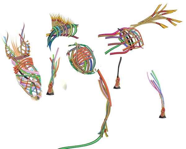 Creation of line horse: Step 3